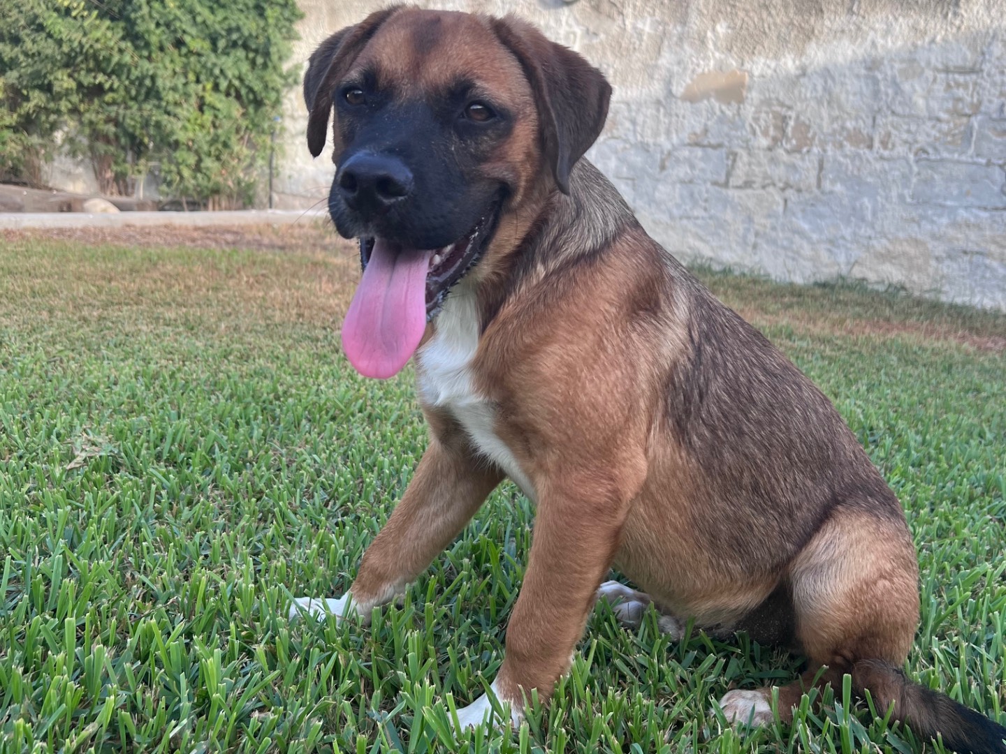 Adozione cane, maschio, Razza sconosciuta Razza sconosciuta, 4 mesi, taglia grande, Siracusa