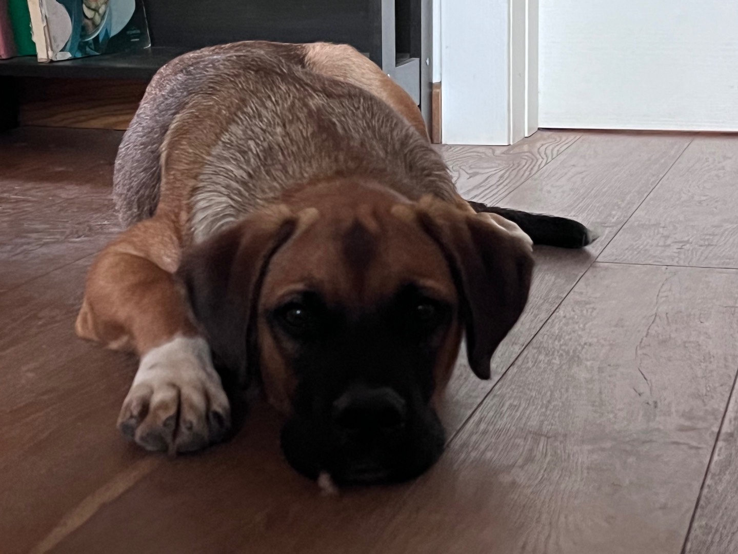 Adotta un cane, maschio, 4 mesi, Siracusa