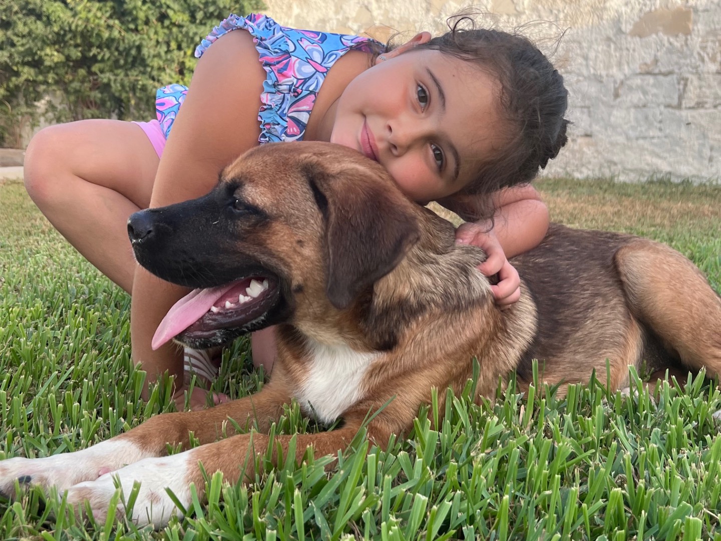 Adotta un cane, taglia grande, maschio, Siracusa