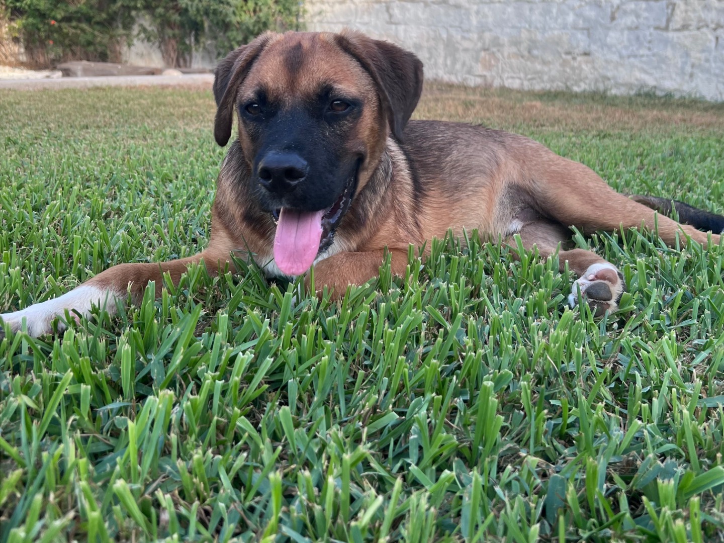 Vuoi adottare un cane a Siracusa?