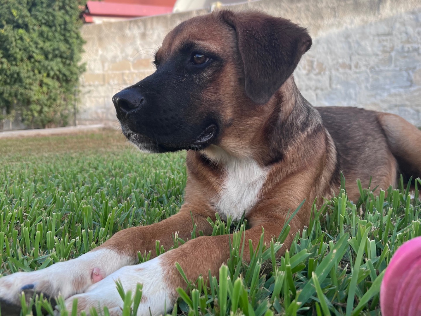 Adotta il cane Max a Siracusa