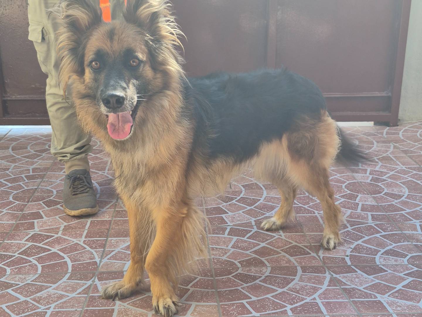 Vuoi adottare un cane a Bologna?