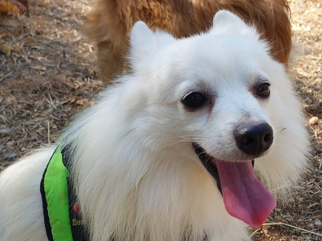 Adotta un cane, maschio, 2 anni, Reggio