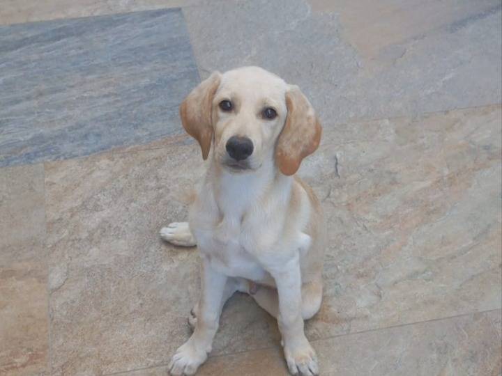 Adozione cane, maschio, Razza sconosciuta Razza sconosciuta, 3 mesi, taglia grande, Avellino