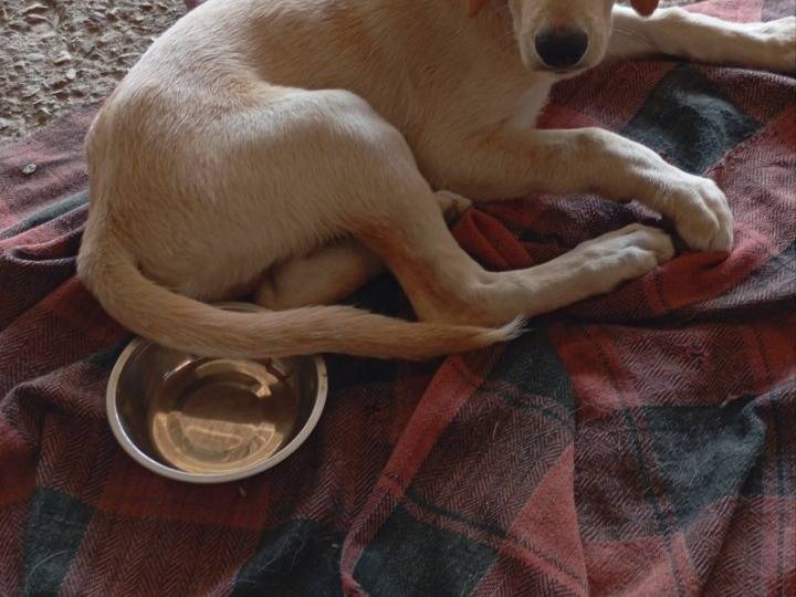 Adotta un cane, maschio, 3 mesi, Avellino