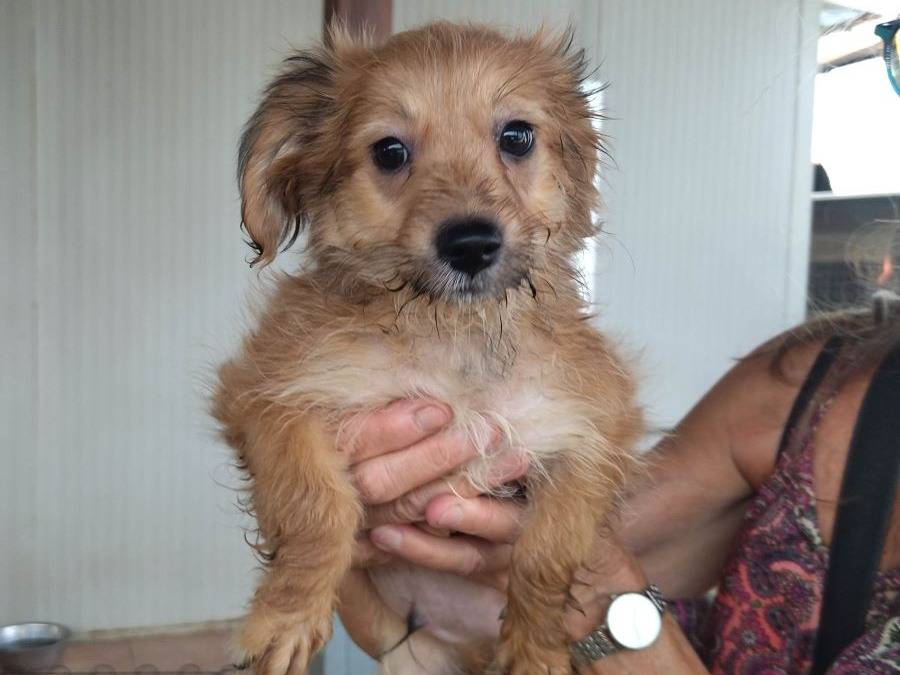Adozione cane, maschio, Razza sconosciuta Razza sconosciuta, 2 mesi, taglia piccola, Varese