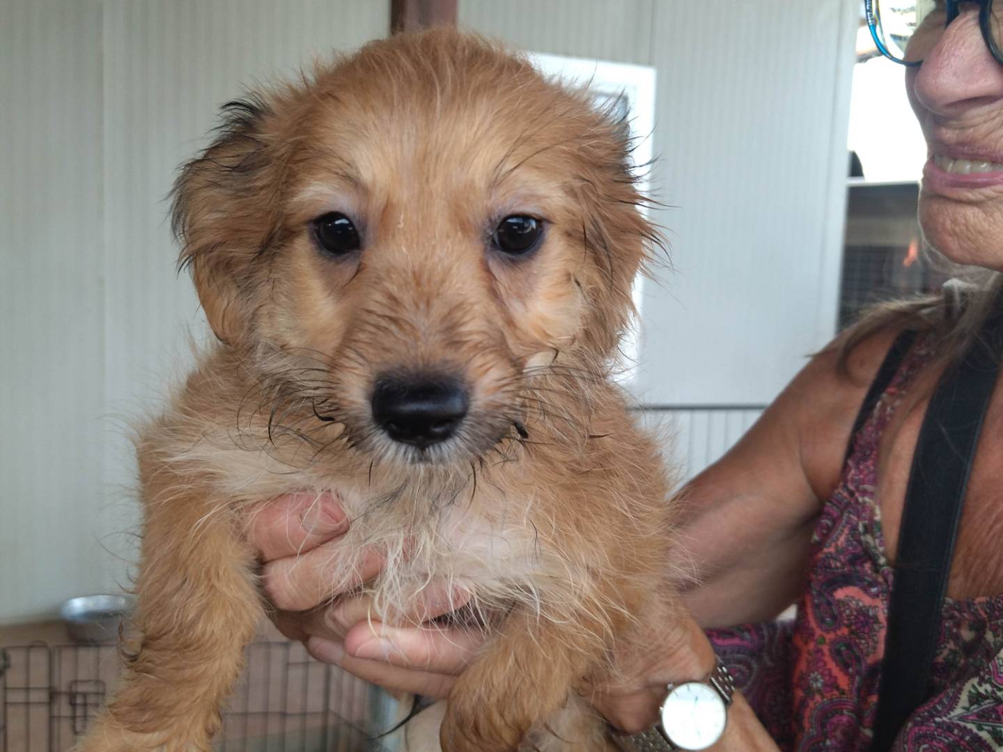 Adotta un cane, maschio, 2 mesi, Varese