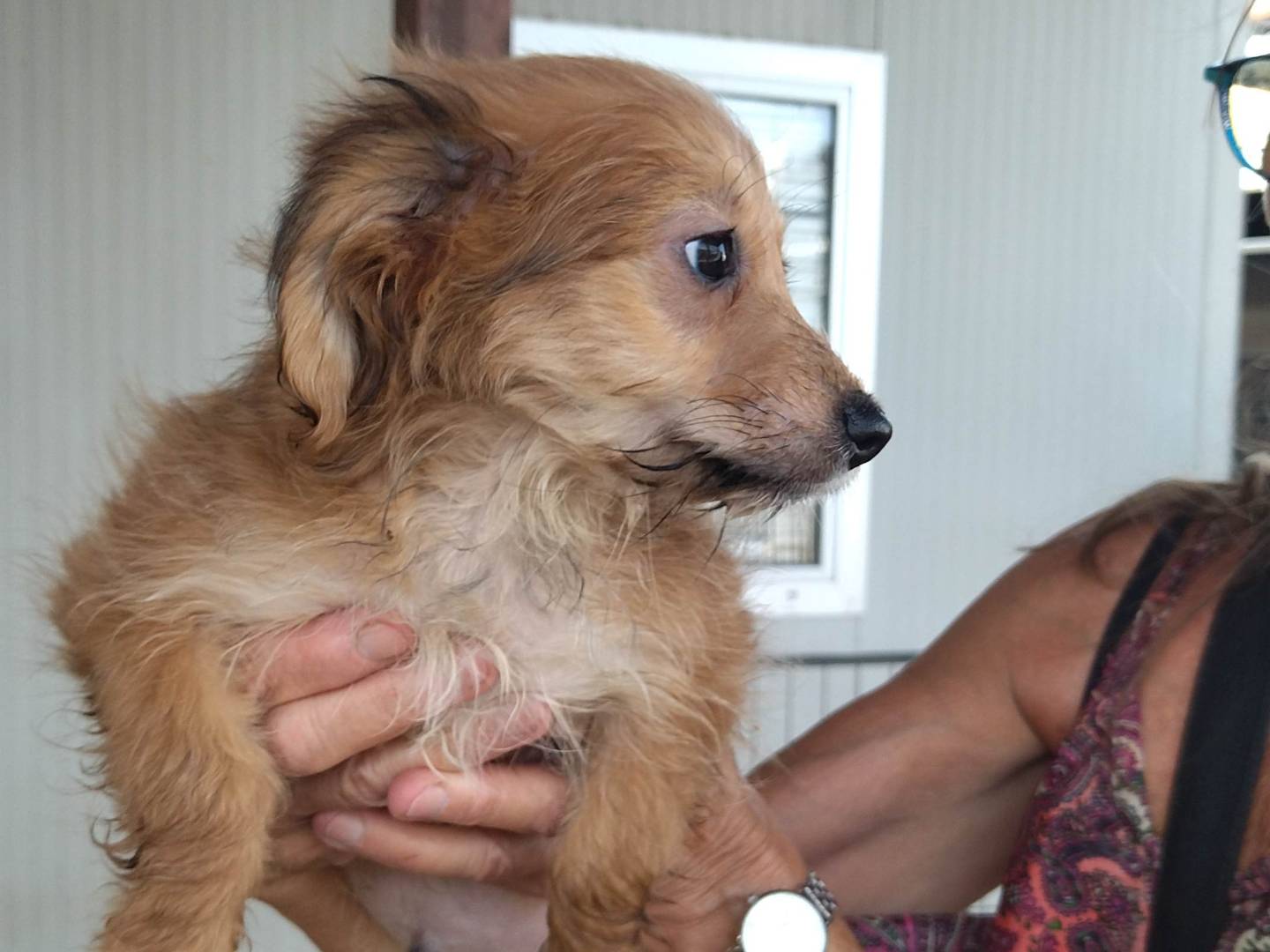 Adotta un cane, taglia piccola, maschio, Varese
