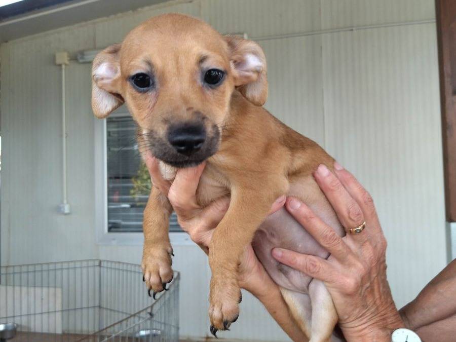 Adotta un cane, maschio, 2 mesi, Varese