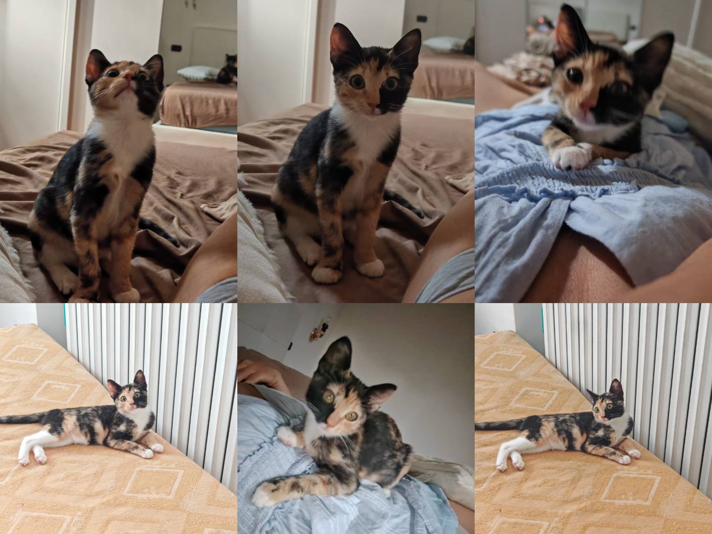 Adozione gatto, femmina, Razza sconosciuta Razza sconosciuta, 3 mesi, taglia non valida, Benevento