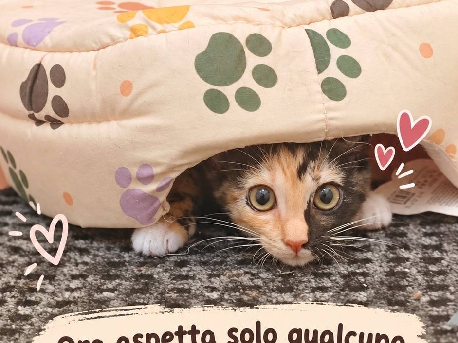 Adotta un gatto, femmina, 3 mesi, Benevento
