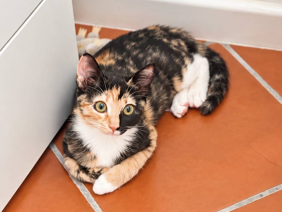 Adotta un gatto, taglia non valida, femmina, Benevento