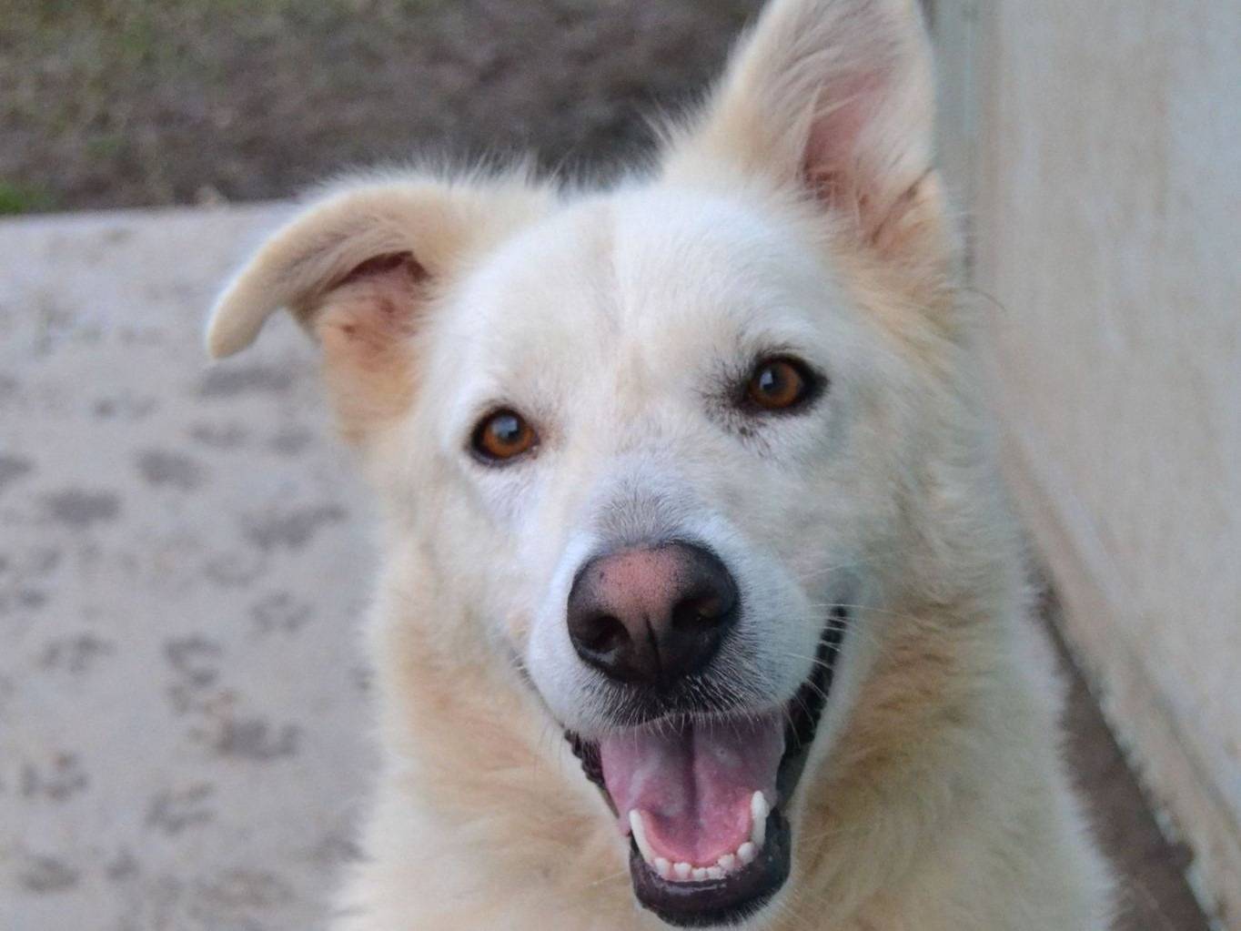 Adozione cane, femmina, Razza sconosciuta Razza sconosciuta, 3 anni e 8 mesi, taglia media, Pavia