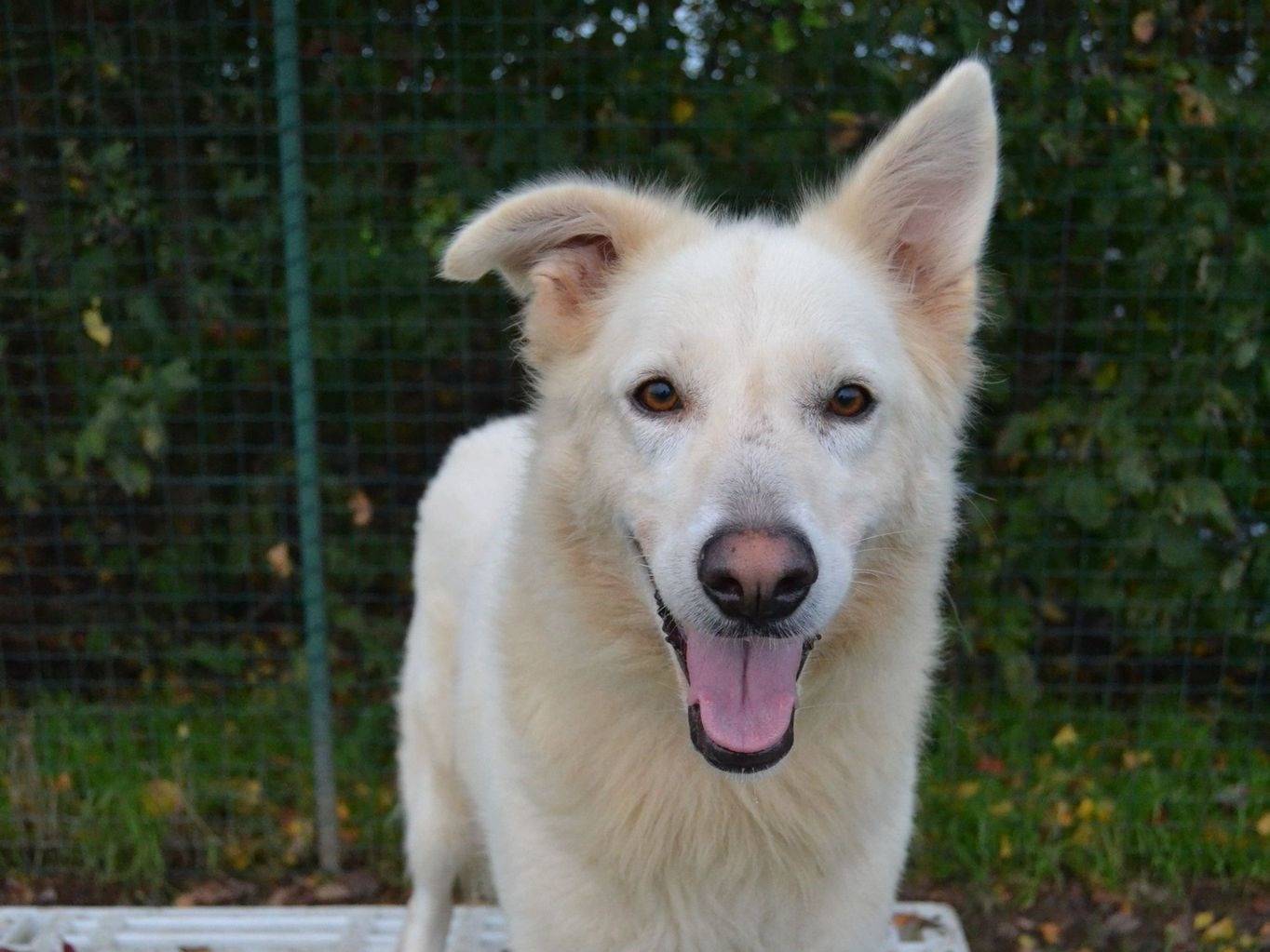 Adotta un cane, femmina, 3 anni e 8 mesi, Pavia
