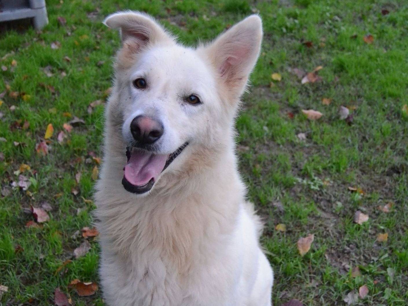 Vuoi adottare un cane a Pavia?