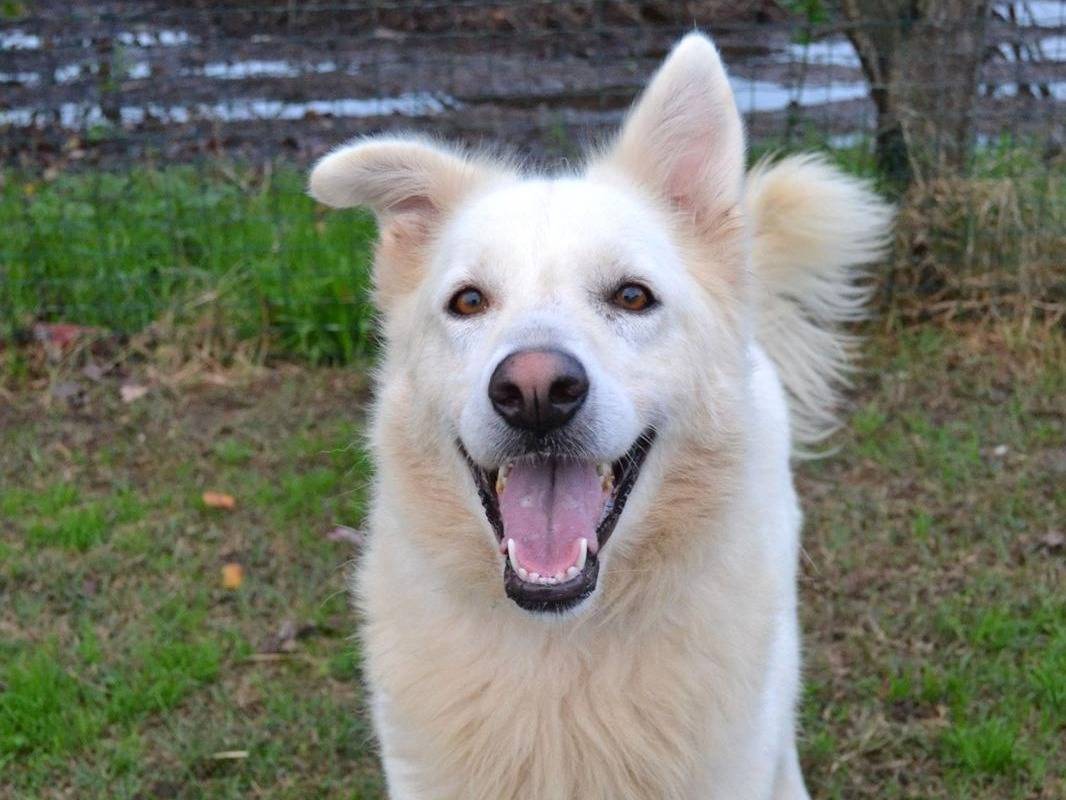 Adotta il cane Gelsomina a Pavia