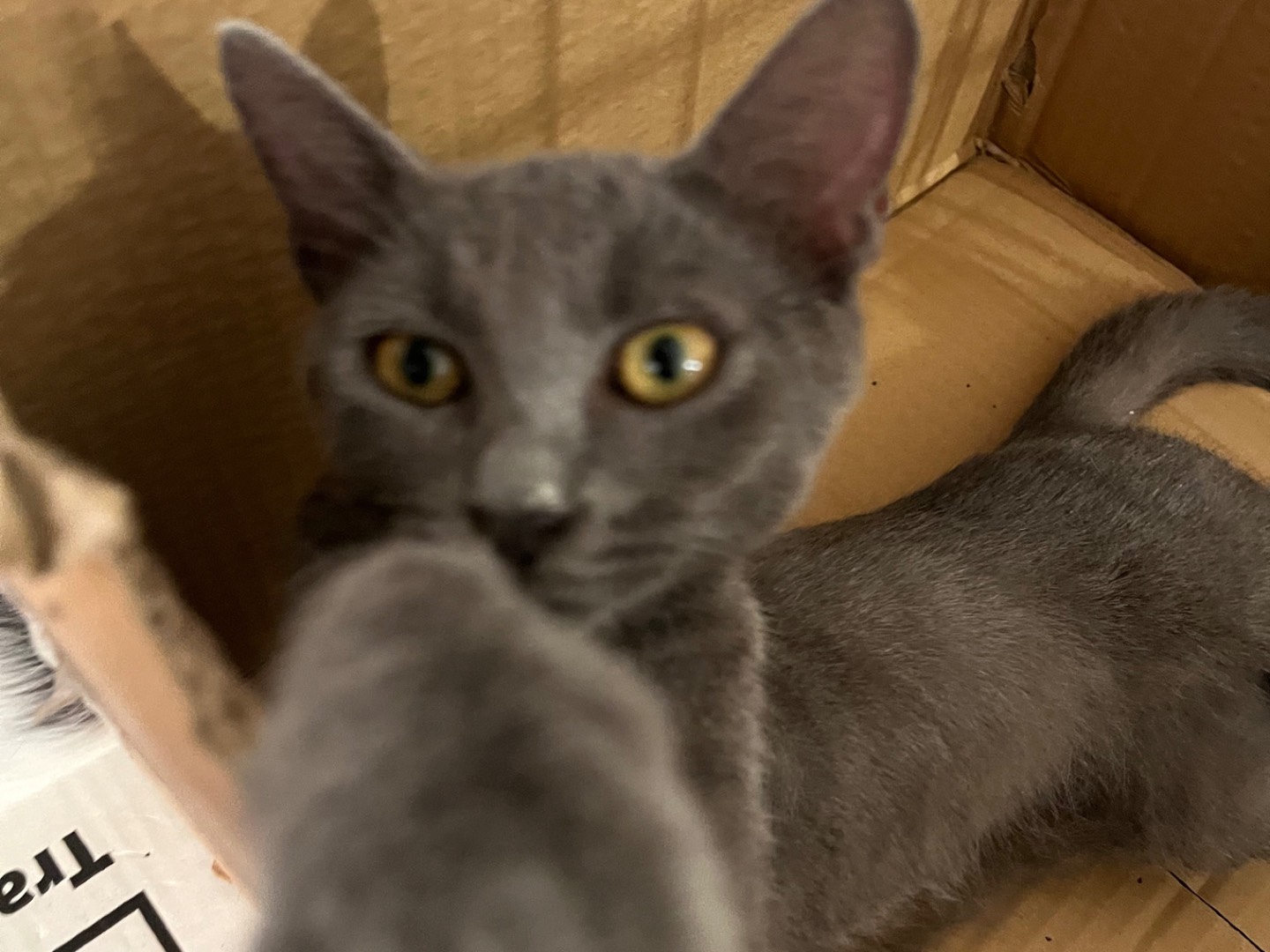 Adozione gatto, maschio, Razza sconosciuta Razza sconosciuta, 4 mesi, taglia non valida, Padova