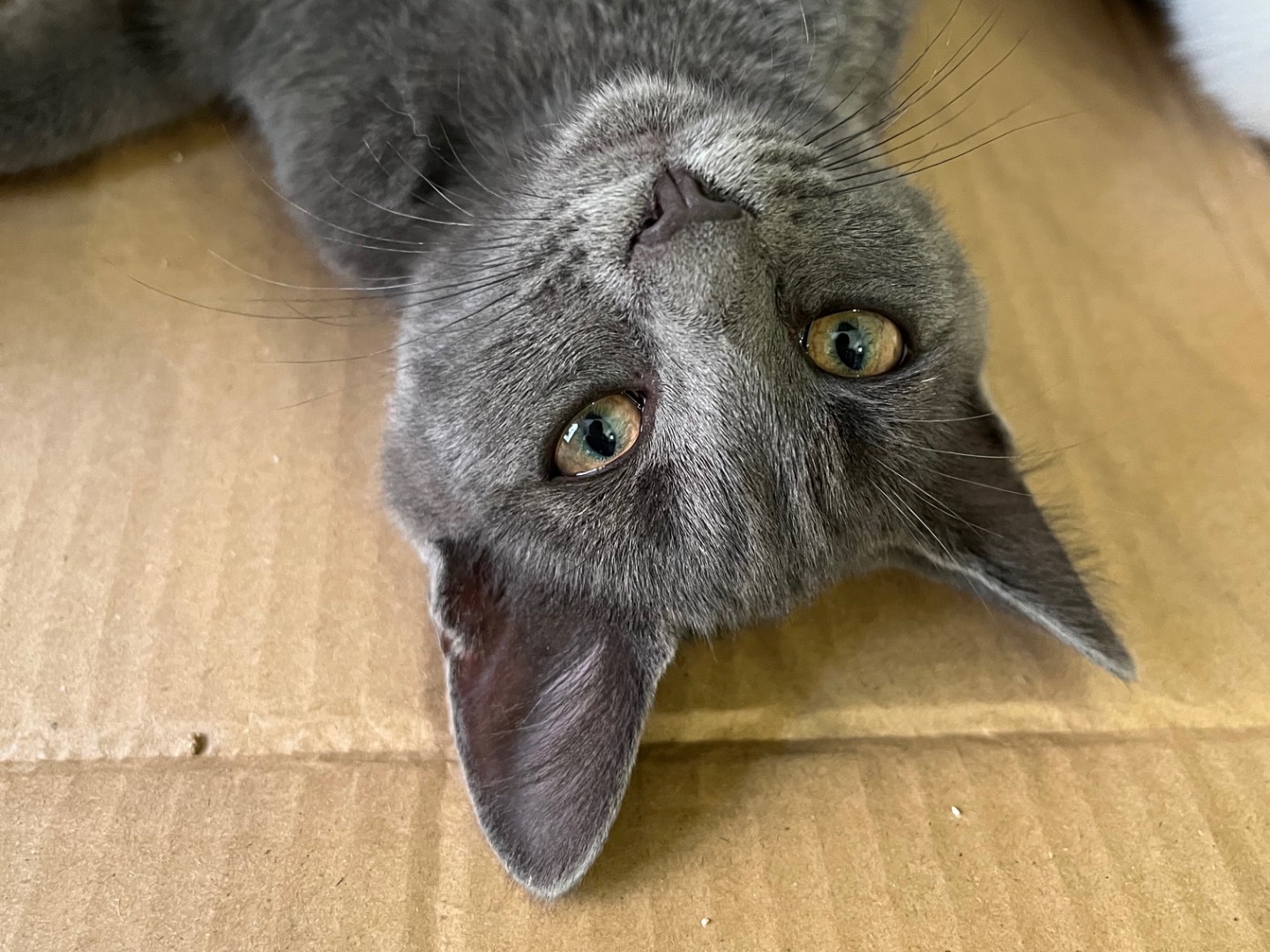 Adotta un gatto, maschio, 4 mesi, Padova