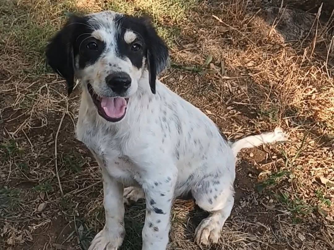Adozione cane, maschio, Razza sconosciuta Razza sconosciuta, 5 mesi, taglia media contenuta, Cosenza