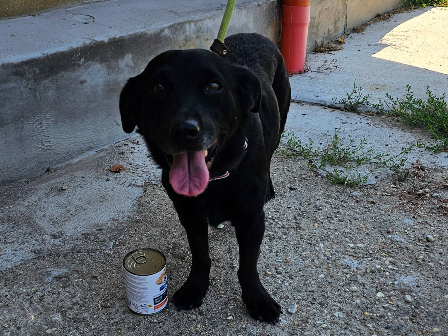 Adotta un cane, maschio, 4 anni e 6 mesi, Pavia