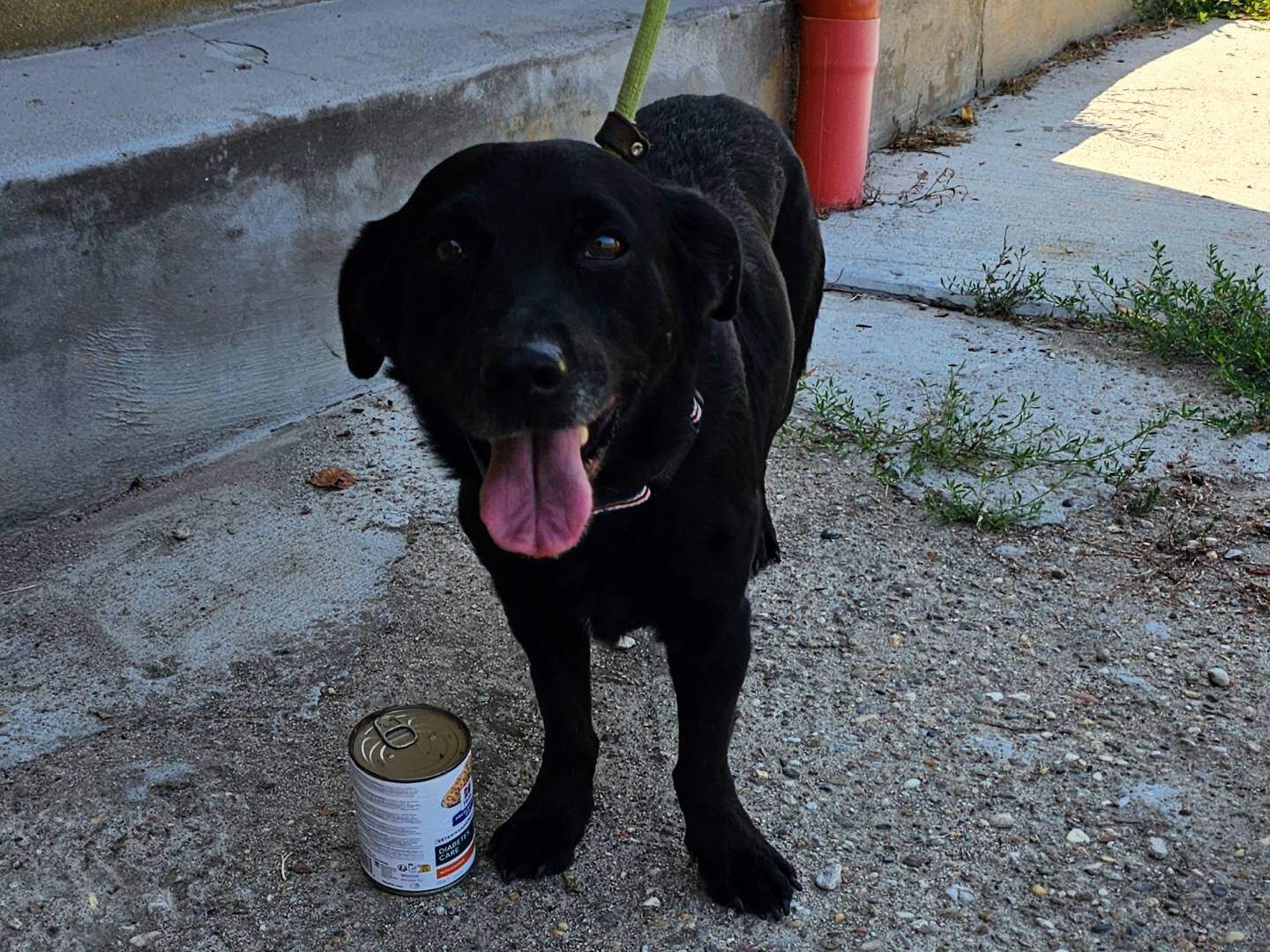 Adotta un cane, taglia media contenuta, maschio, Pavia