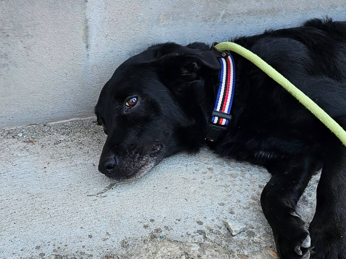 Vuoi adottare un cane a Pavia?