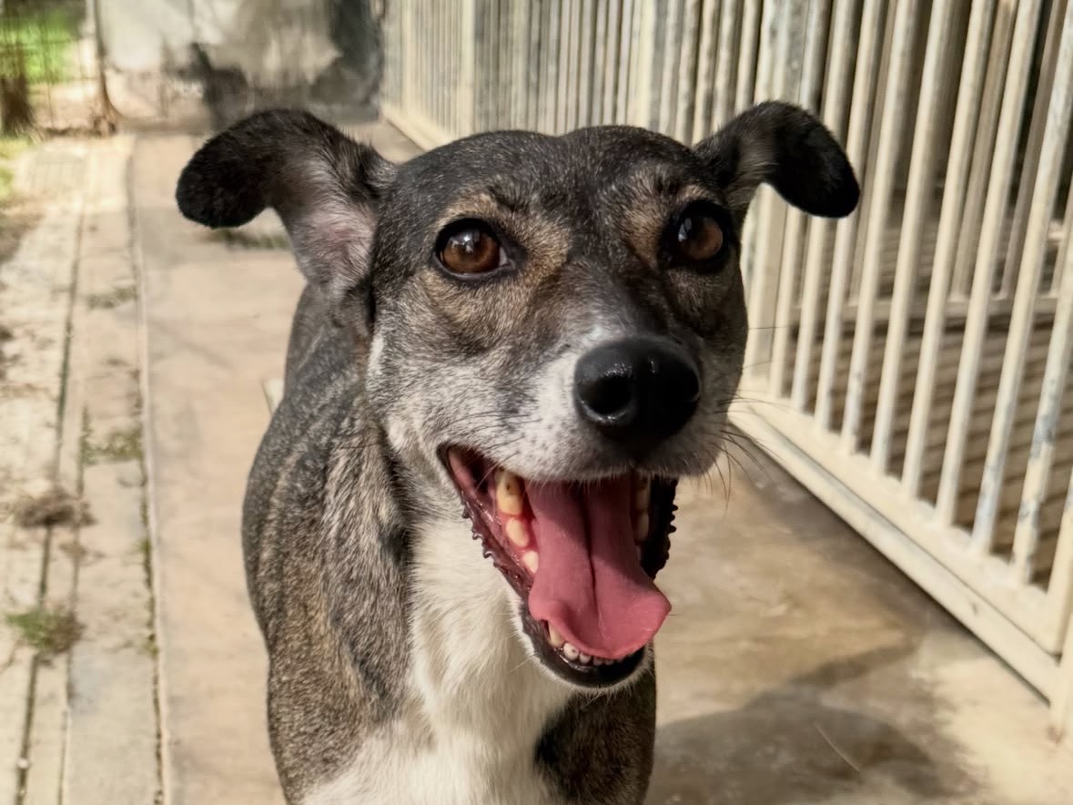 Adozione cane, femmina, Razza sconosciuta Razza sconosciuta, 6 anni e 5 mesi, taglia media contenuta, Treviso