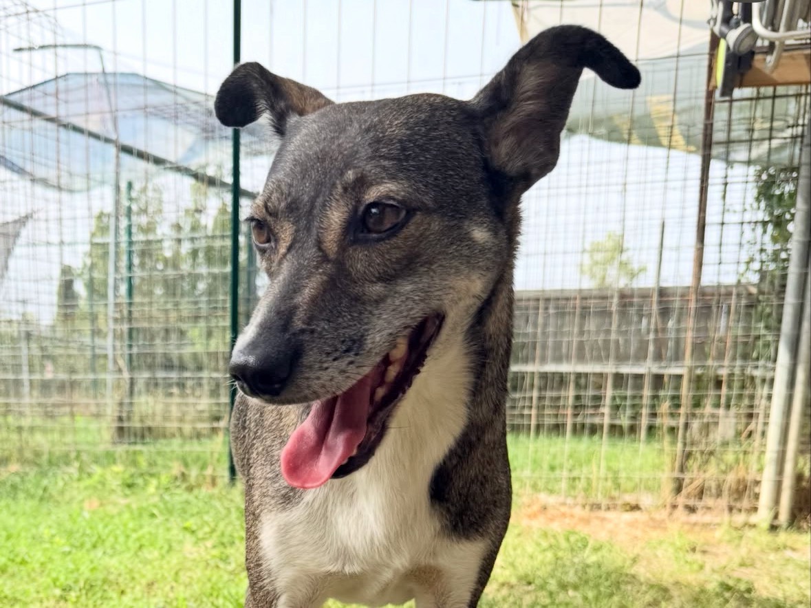 Adotta un cane, femmina, 6 anni e 5 mesi, Treviso