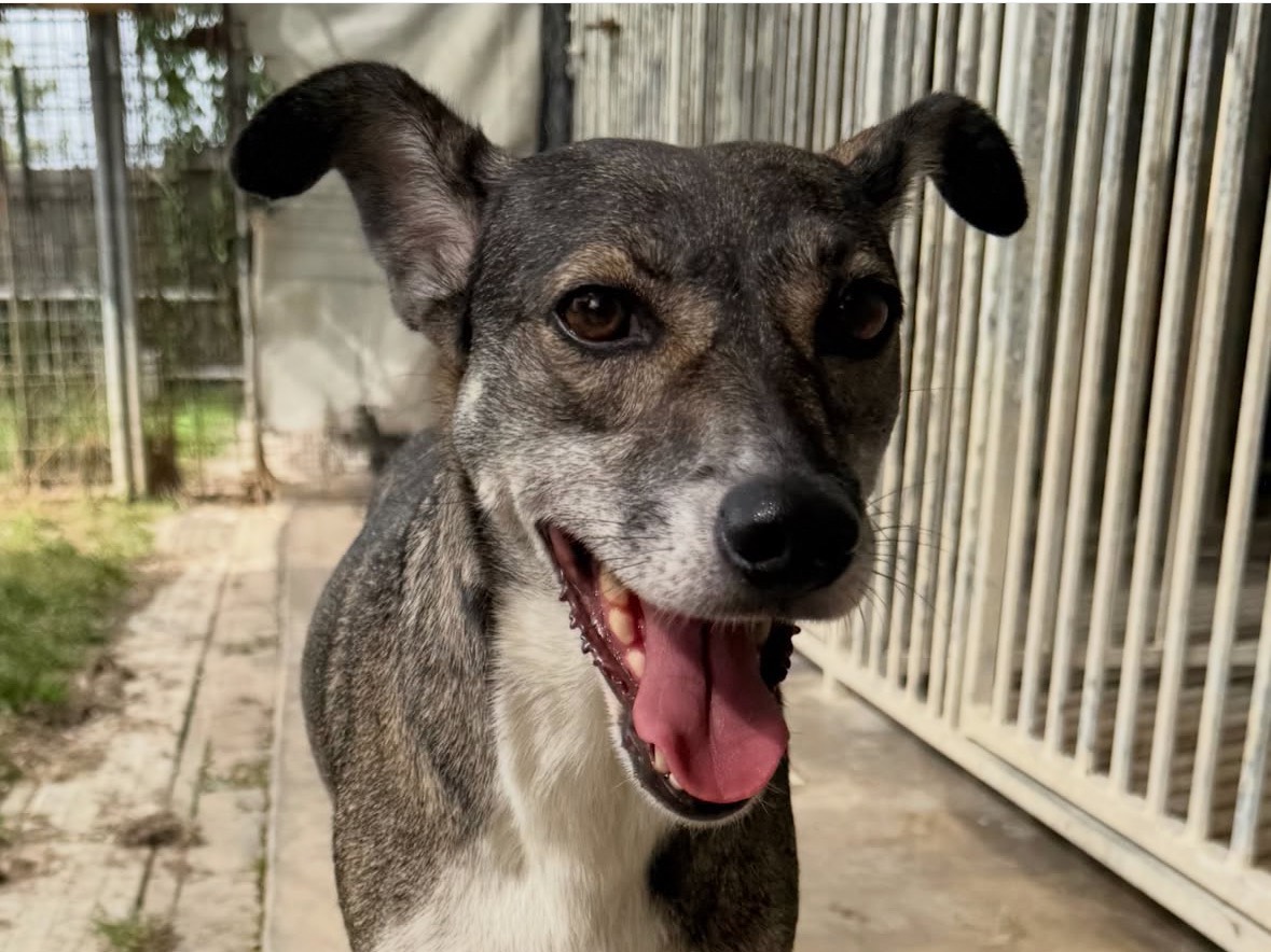 Adotta un cane, taglia media contenuta, femmina, Treviso