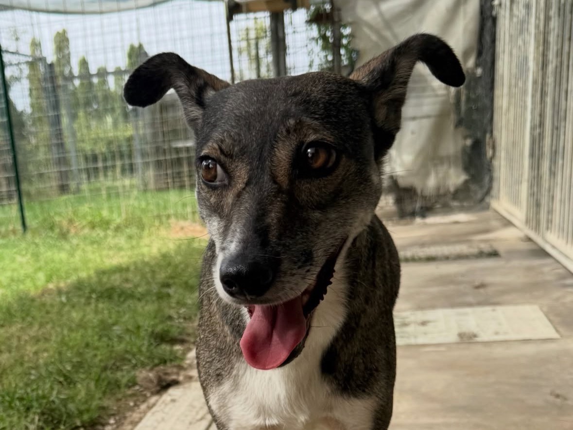 Vuoi adottare un cane a Treviso?