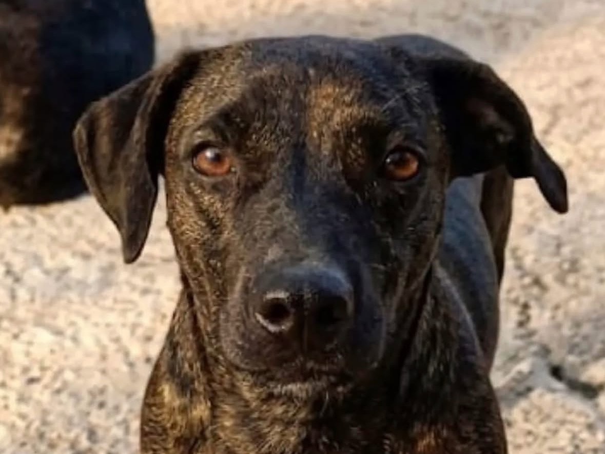 Adotta un cane, femmina, 2 anni e 6 mesi, Treviso
