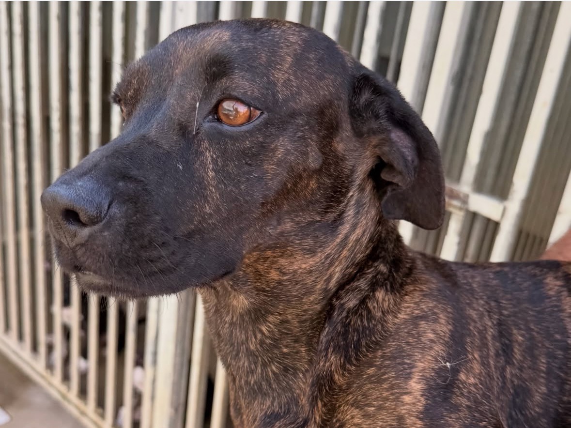 Adozione cane, femmina, Razza sconosciuta Razza sconosciuta, 2 anni e 6 mesi, taglia media contenuta, Treviso
