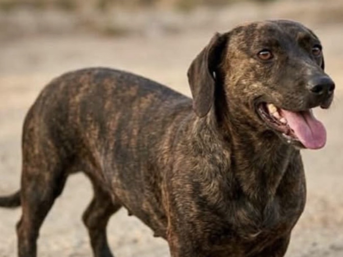 Adotta un cane, taglia media contenuta, femmina, Treviso