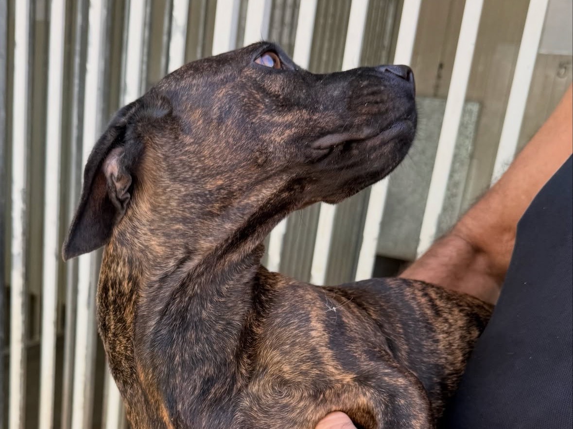Vuoi adottare un cane a Treviso?