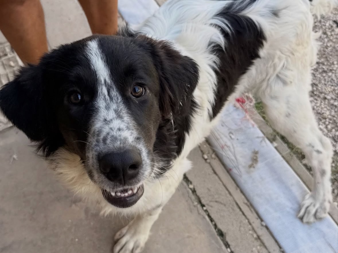 Adotta un cane, femmina, 6 mesi, Treviso