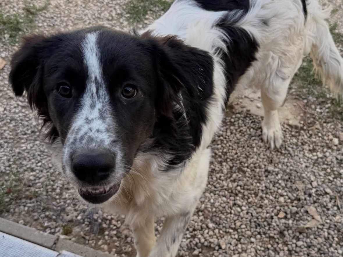 Adotta un cane, taglia media, femmina, Treviso