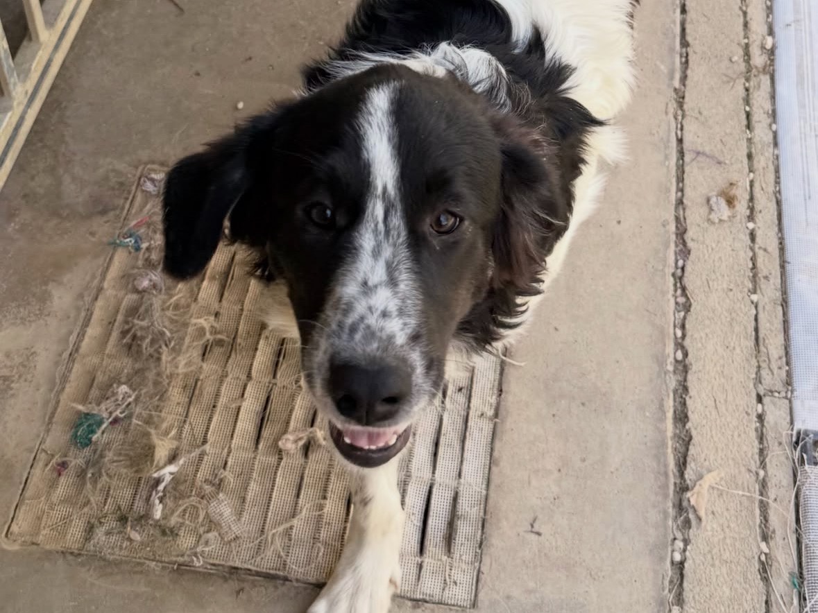 Adozione cane, femmina, Razza sconosciuta Razza sconosciuta, 6 mesi, taglia media, Treviso