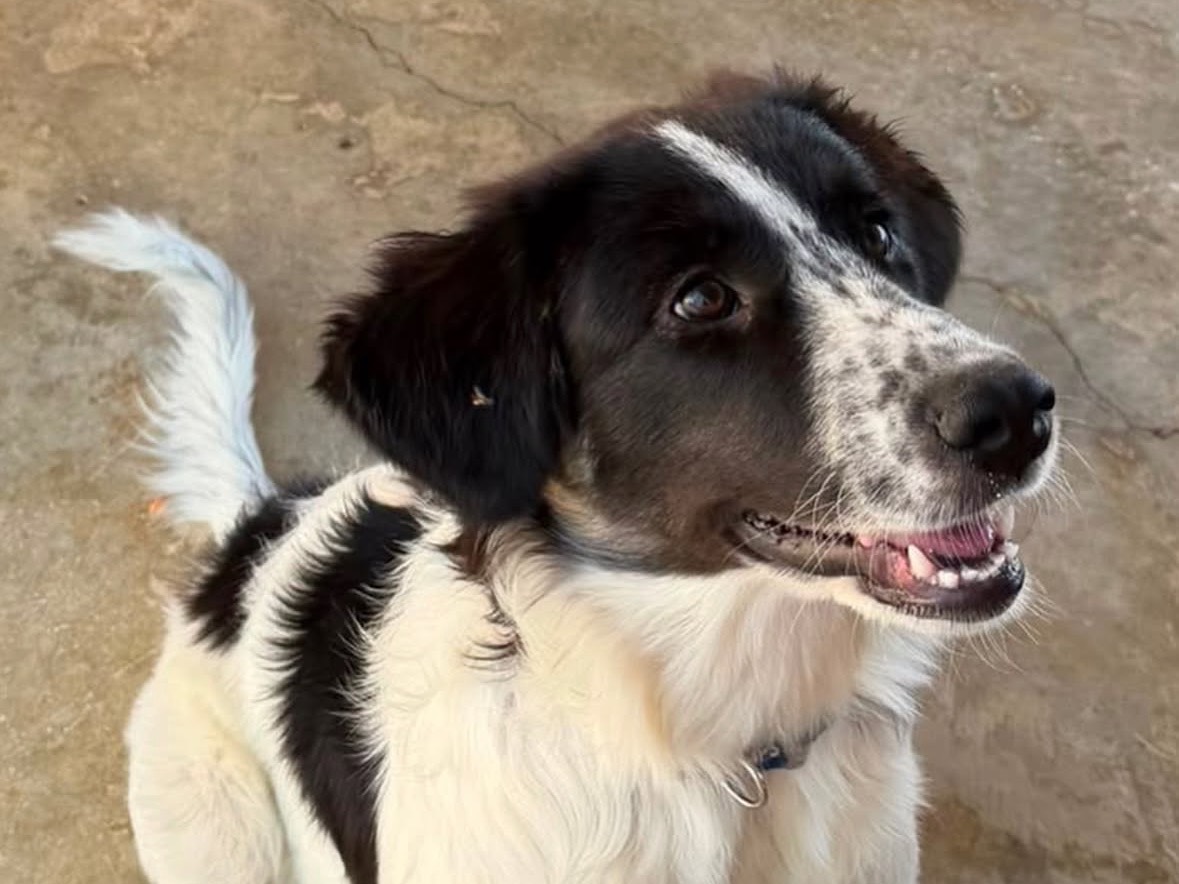 Vuoi adottare un cane a Treviso?