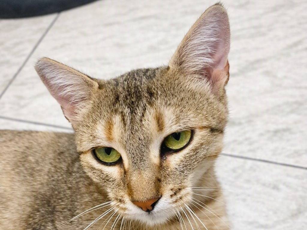 Adotta un gatto, femmina, 1 anno e 8 mesi, Parma