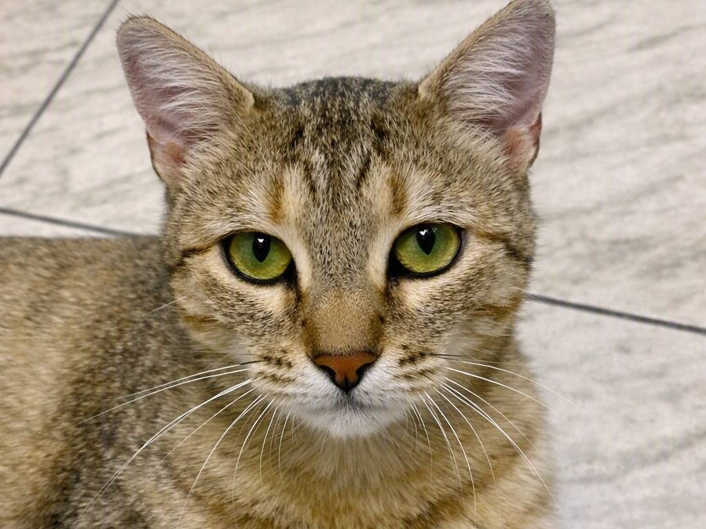 Adozione gatto, femmina, Razza sconosciuta Razza sconosciuta, 1 anno e 8 mesi, taglia non valida, Parma