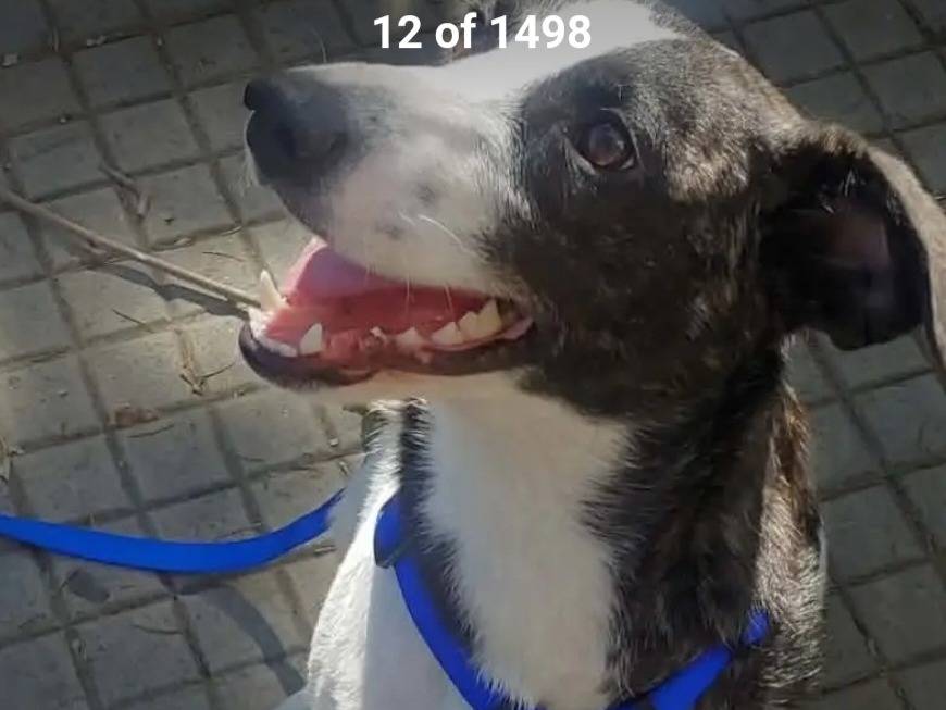 Adotta un cane, femmina, 3 anni e 3 mesi, Nuoro