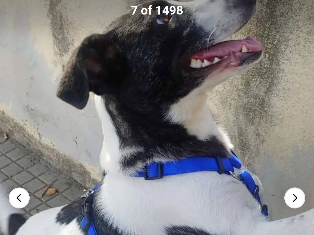 Adotta un cane, taglia media contenuta, femmina, Nuoro