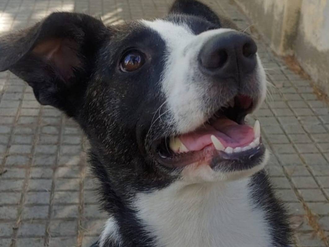 Vuoi adottare un cane a Nuoro?