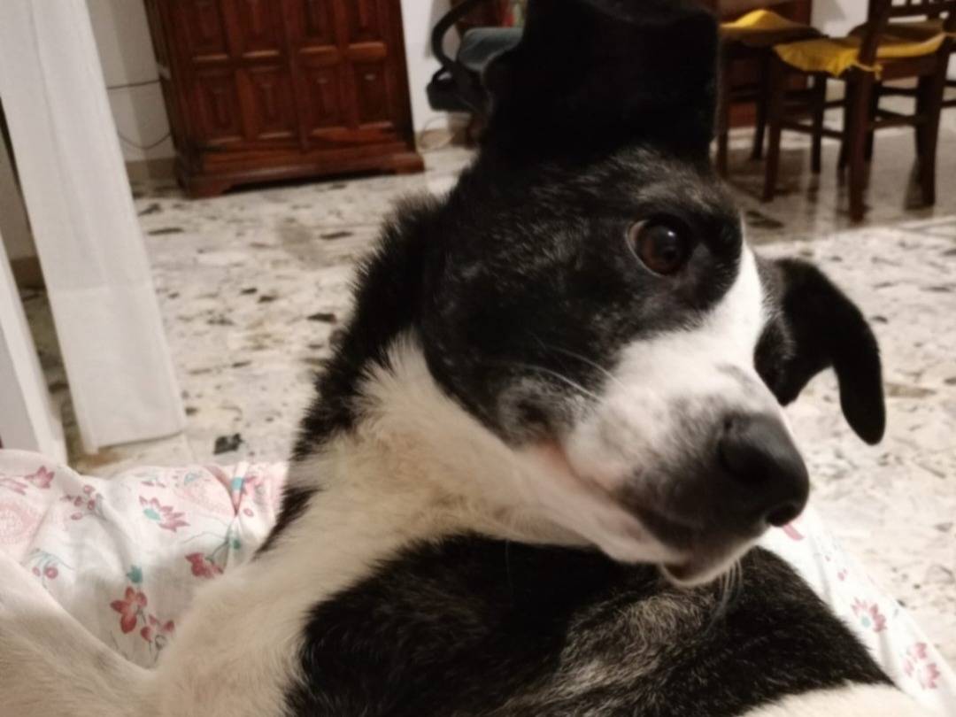 Adotta il cane Luce a Nuoro