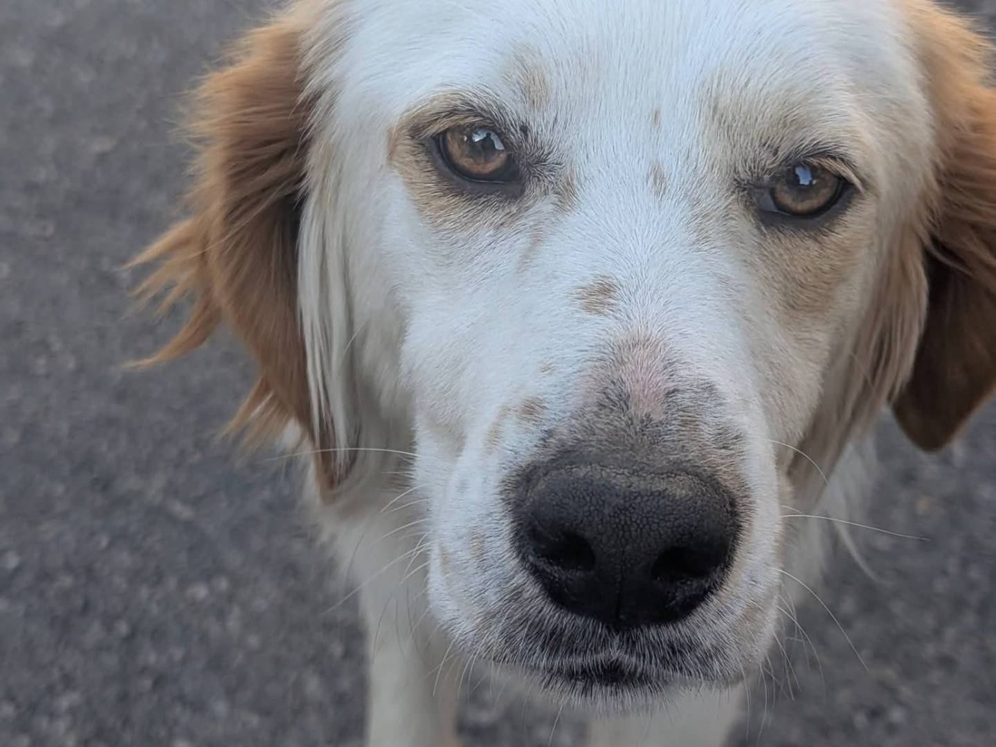 Adotta un cane, taglia media, maschio, Avellino