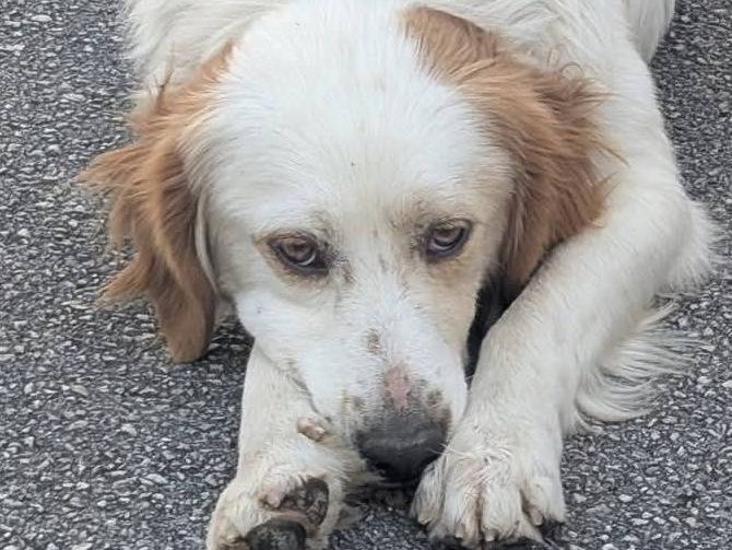 Adotta il cane Baloo  a Avellino