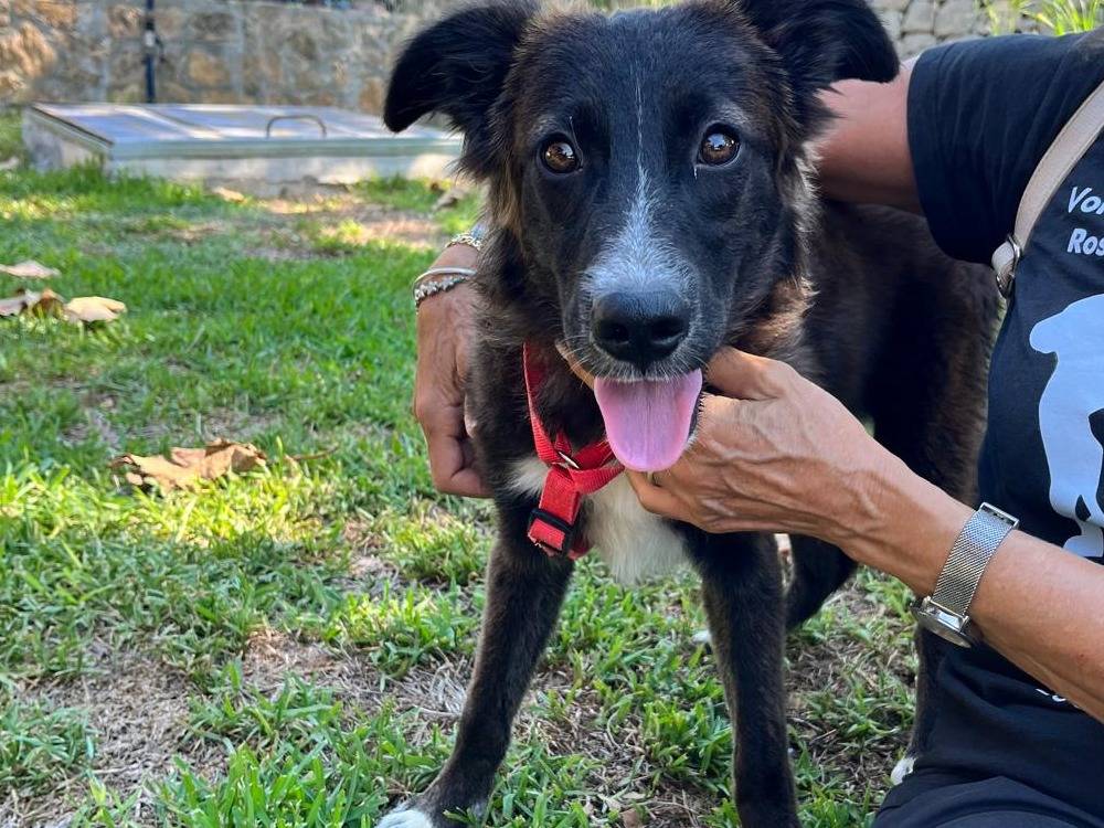 Adozione cane, femmina, Razza sconosciuta Razza sconosciuta, 9 mesi, taglia media, Siracusa