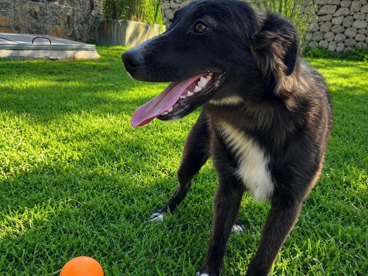 Adotta il cane ROSE a Siracusa