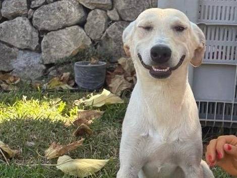 Adozione cane, maschio, Razza sconosciuta Razza sconosciuta, 9 mesi, taglia media, Siracusa