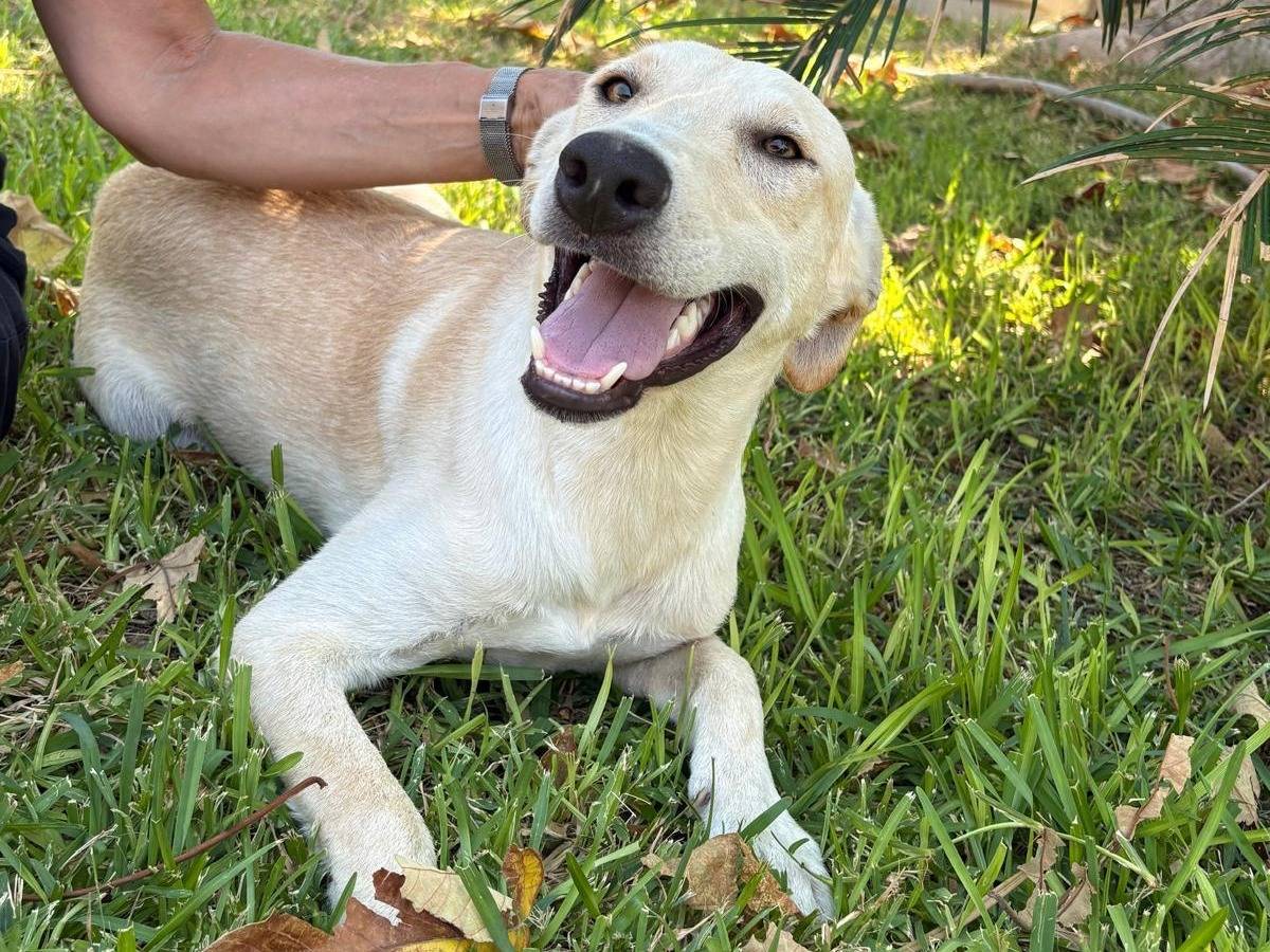 Adotta il cane BUDDY a Siracusa